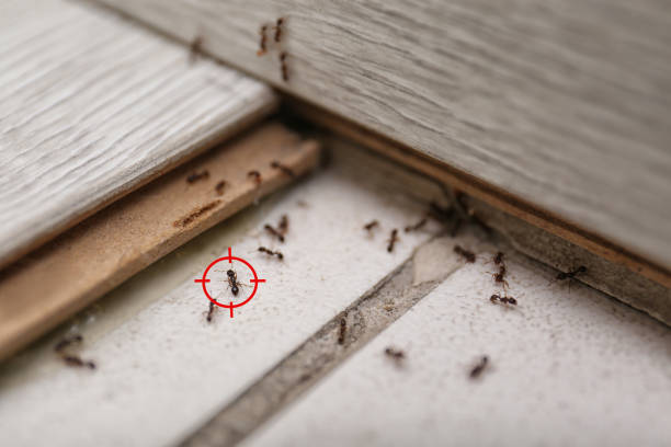 Best Pest Removal Services  in Fort Stockton, TX
