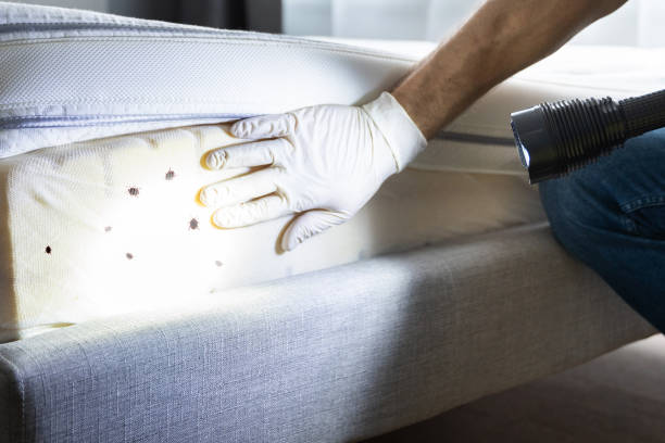 Best Mosquito Control Services  in Fort Stockton, TX