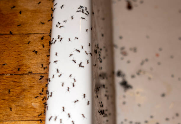Best Spider Control Near Me  in Fort Stockton, TX