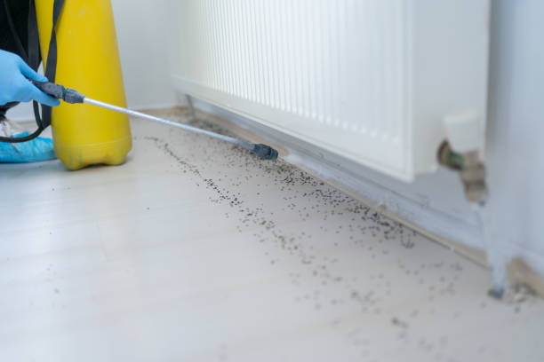 Best Local Pest Control Services  in Fort Stockton, TX
