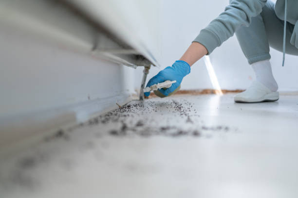 Best Ant Control Services  in Fort Stockton, TX